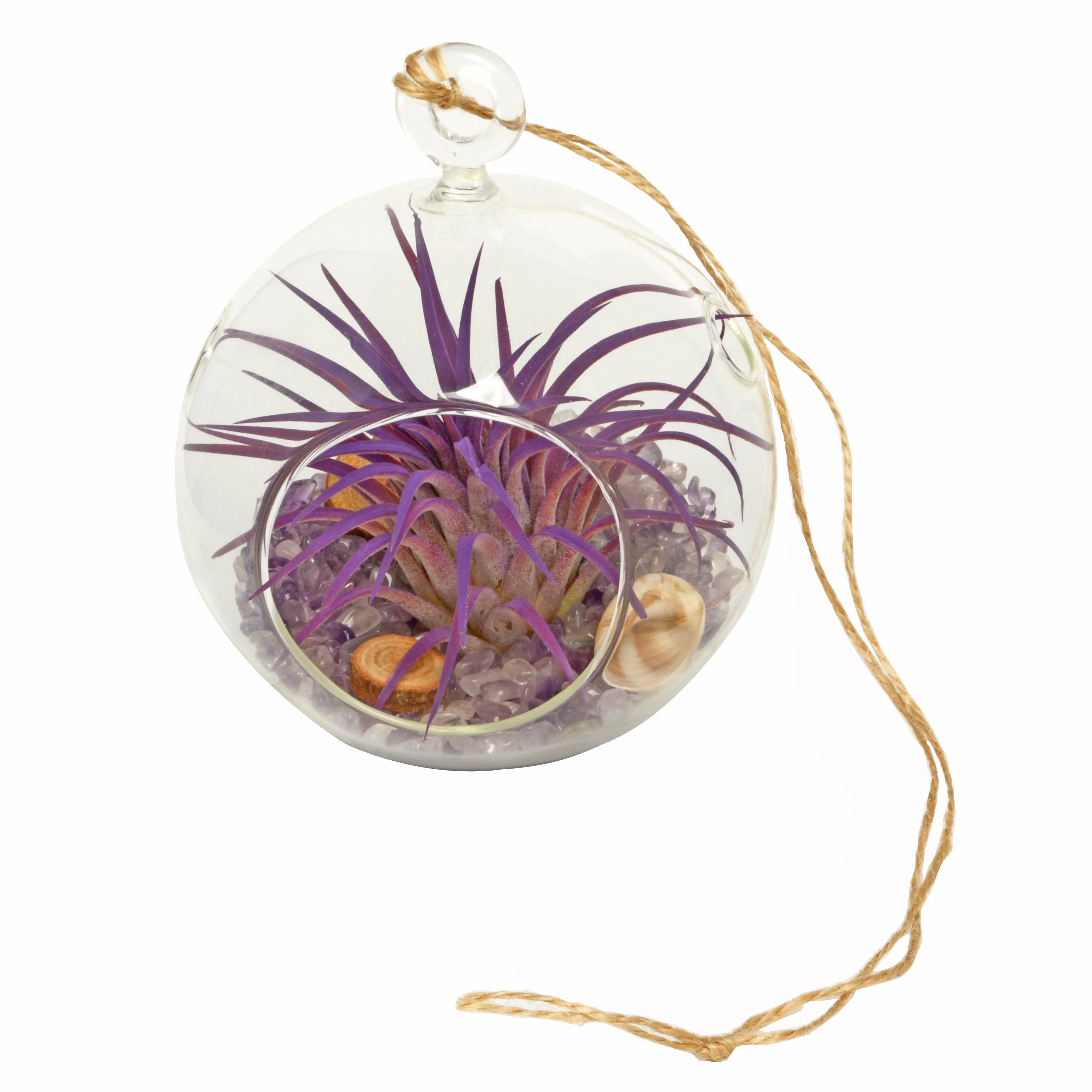 4" Amethyst Bubble Terrarium