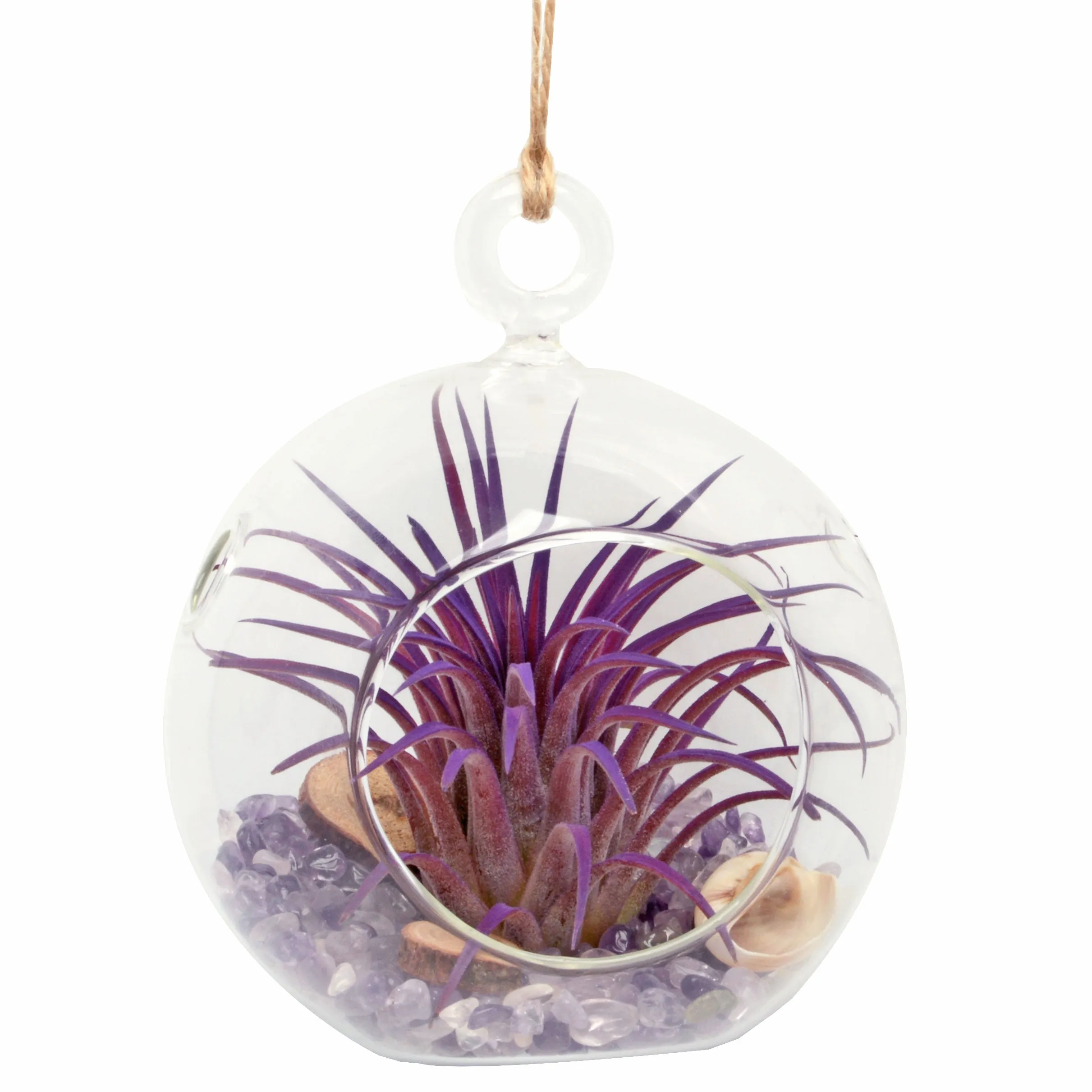 4" Amethyst Bubble Terrarium