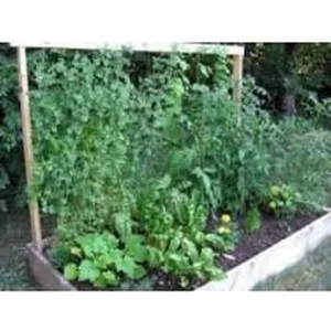 Jute Twine Pea & Bean Netting